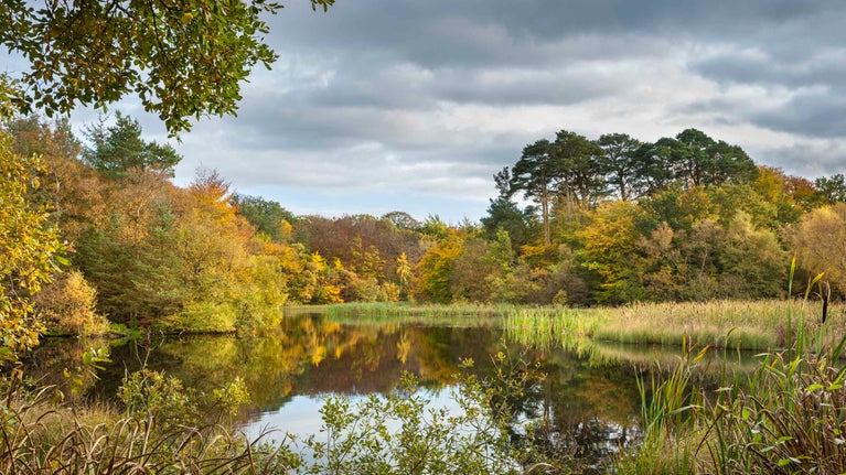 A view of Rothley Lake at Wallington, Northumberland, on an autumn day; the water is surrounded by foliage and the leaves on the trees are turning golden yellow and orange